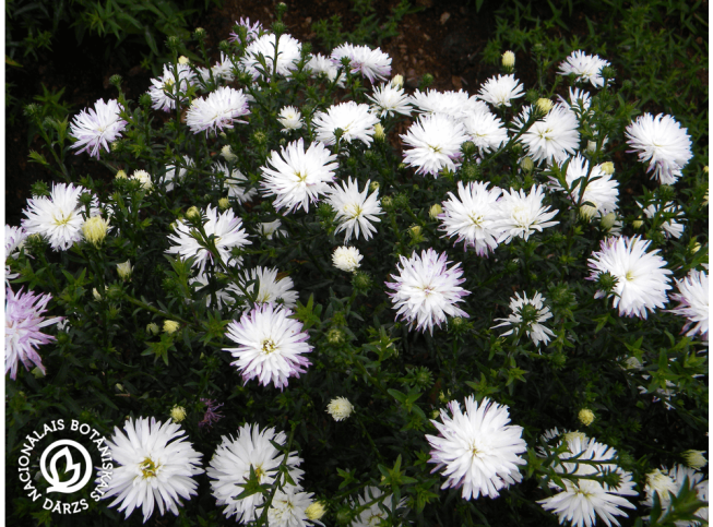 Aster novi-belgii   'Belosņeška'